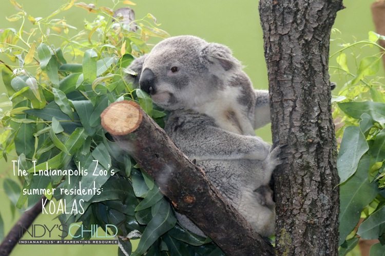 Sneak Peek: The Koalas of the Indianapolis Zoo Temporary exhibit open Memorial Day-Labor Day 