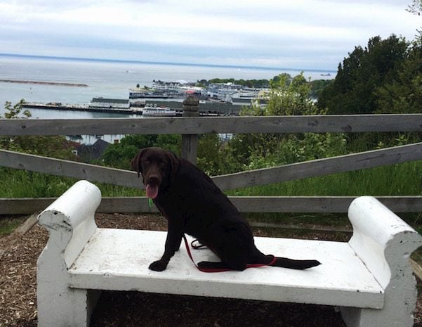 Mackinac is a great vacation for the whole family, even Millie the dog can’t wait to go back!