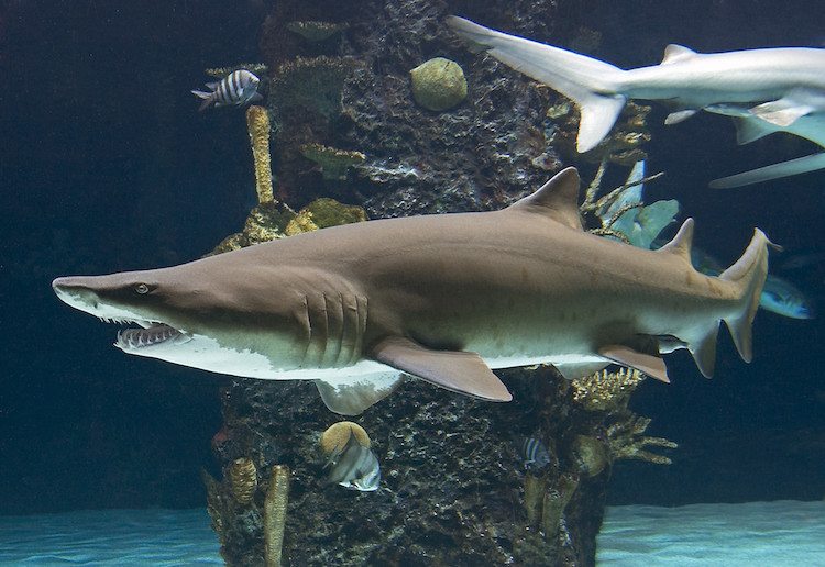 Newport Aquarium, the Shark Capital of the Midwest, announces Shark Week activities Aquarium joins Species Survival Plan for zebra sharks, to add 2 females on exhibit