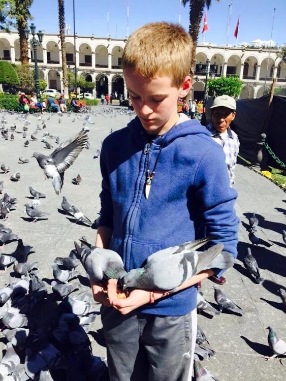 peru pigeons (563x750)