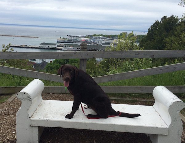 Millie on Mackinac Island