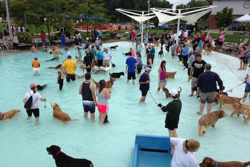 barktember dog swim