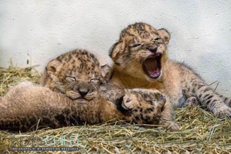 Lion Cubs at Indianapolis Zoo