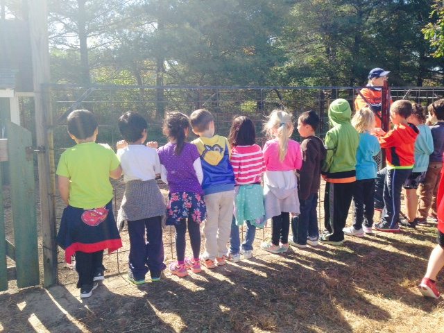 Kindergarten Pumpkin Patch Field Trip Chaperone Tips