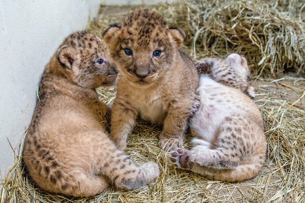 Newborn Lion Cubs at Indianapolis Zoo