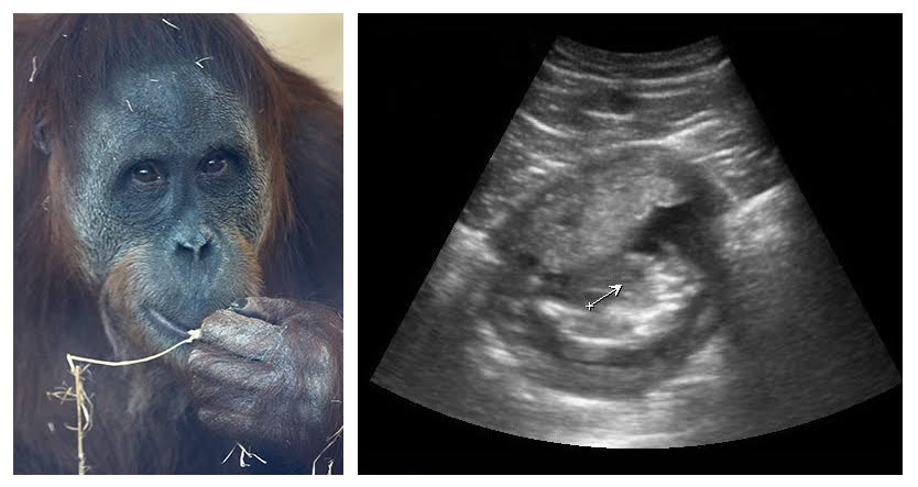 Indianapolis Zoo Orangutan Pregnancy