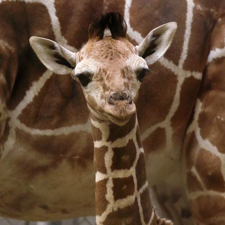 Fans Choose Mshangao for Giraffe Calf’s Name