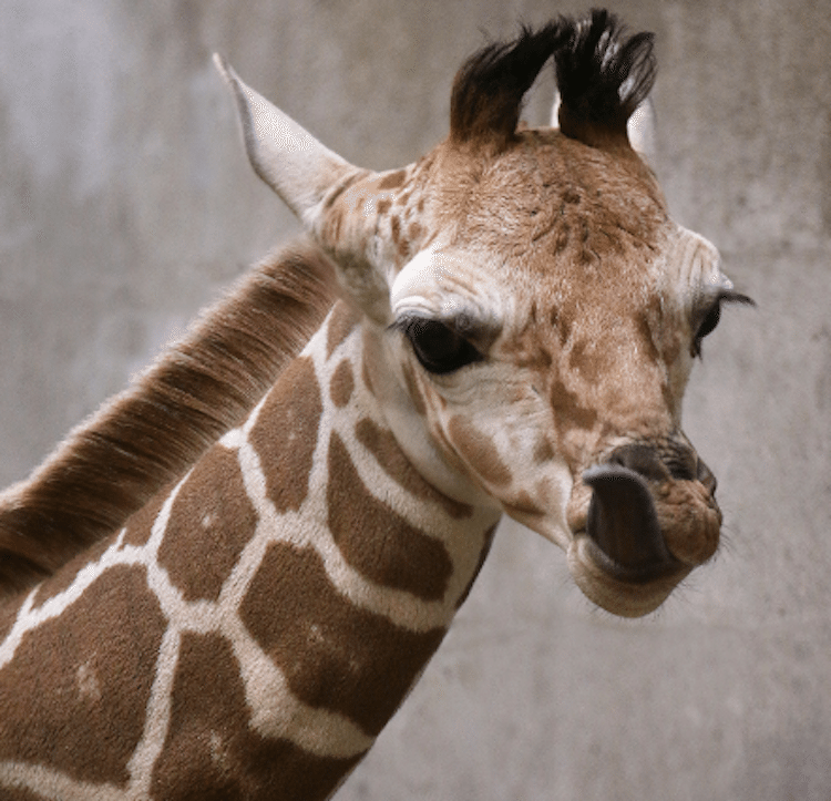 Indianapolis Zoo Giraffe