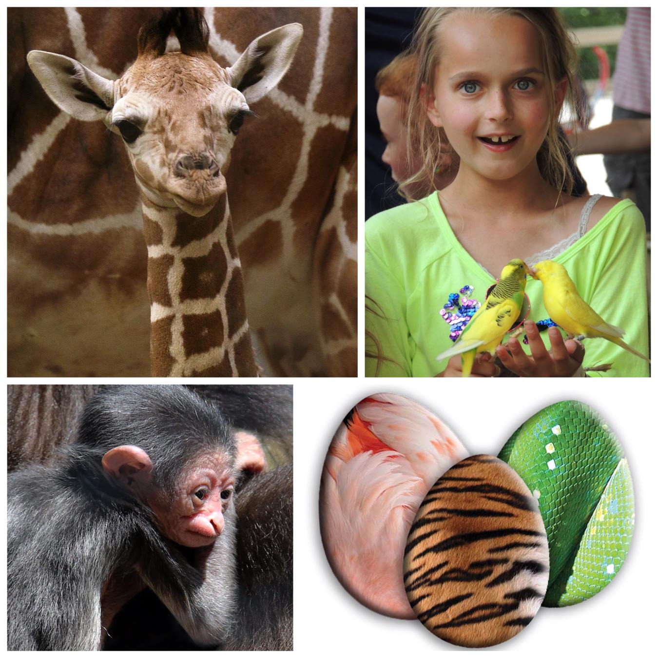 Celebrate Easter and New Beginnings at the Zoo Baby animals in the spotlight during weekend activities