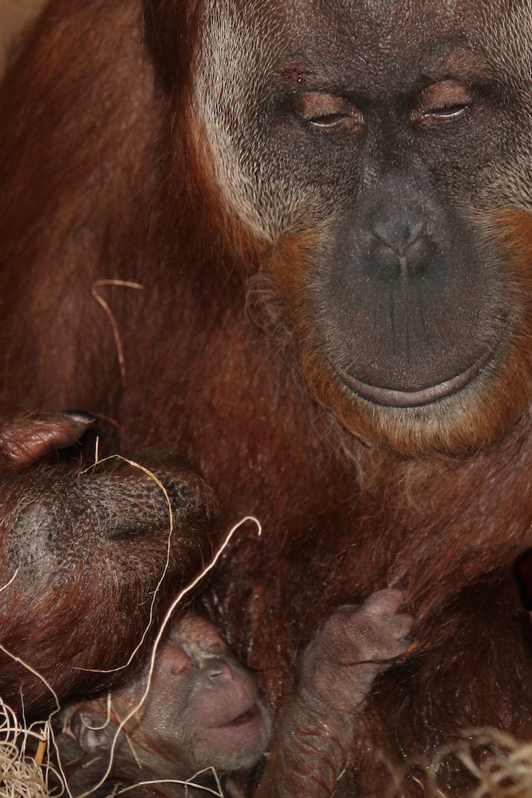 Indianapolis zoo Orangutan Birth