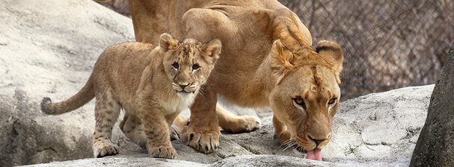 Win Tickets to the Indianapolis Zoo for Easter weekend