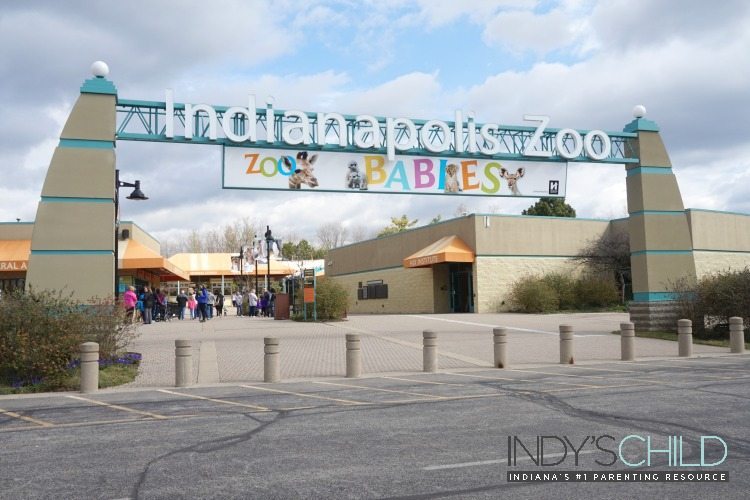 Indianapolis Zoo Babies _ Indy's Child Magazine