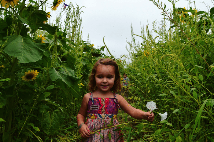 Tuttle Orchard Sunflower Maze _ Indy's Child