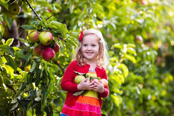 All About Apples - Indy's Child Magazine