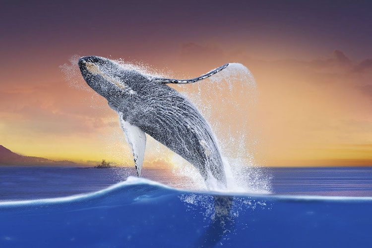 Underwater Adventure Humpback Whales