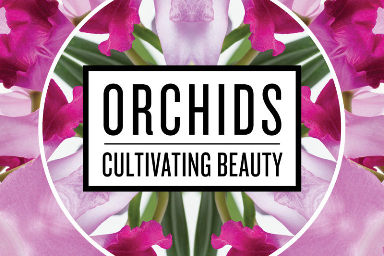 Exotic orchids in bloom at the IMA next month rchids: Cultivating Beauty surrounds the IMA campus Feb. 10–Mar. 5