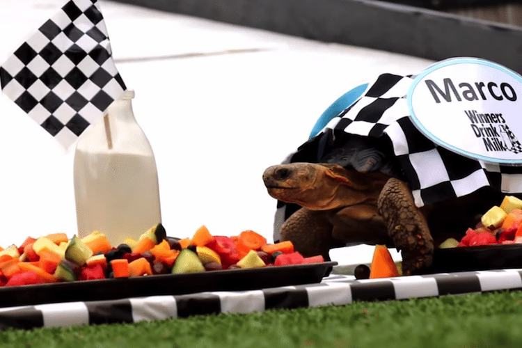 Zoopolis 500: Slow and Steady will Steal the Racing Spotlight Zoopolis 500 presented by American Dairy Association Indiana is May 24