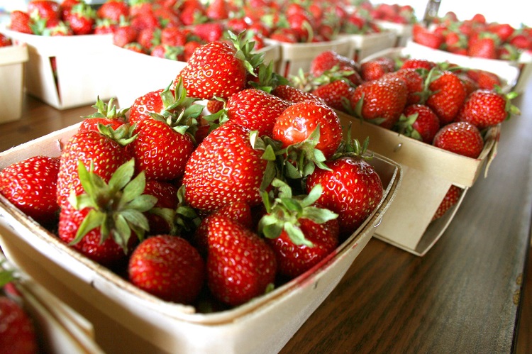 Hidden Valley Fruit Farm- Strawberry Spectacular!
