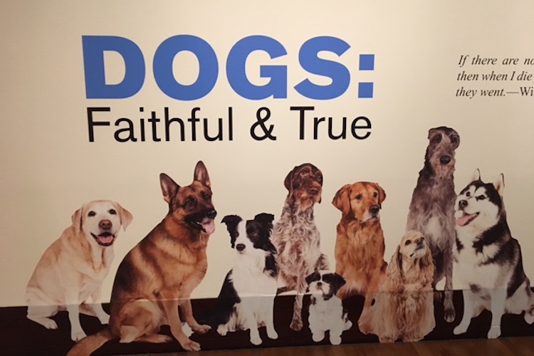 Dogs: Faithful and True at the Eiteljorg Museum Learn the history of these beloved pets now through August 6
