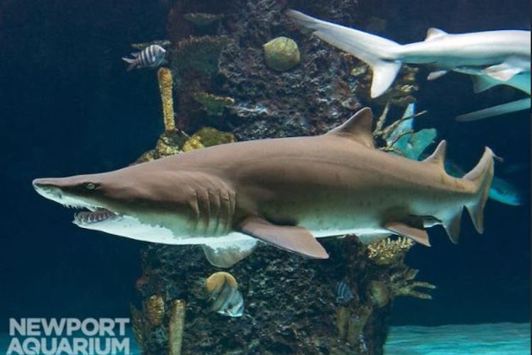 Celebrate Shark Week at Newport Aquarium One kid free with full-priced adult ticket and extended hours