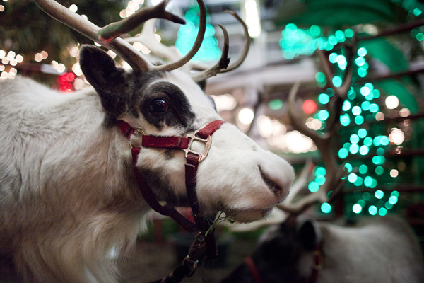 Enter to Win Passes to Christmas at the Zoo