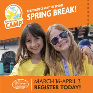 HIX Video Card Spring Zoo Camps 1080x1080 TODAY