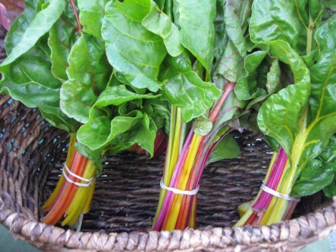 Broad Ripple Farmers Market