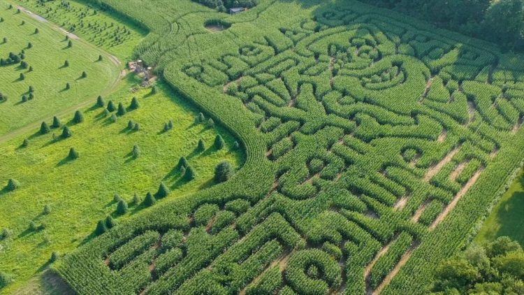 Piney Acres Corn Maze near Indianapolis