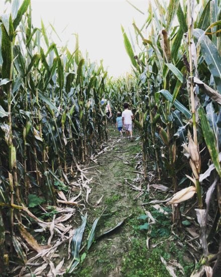 Piney Acres Farm corn maze