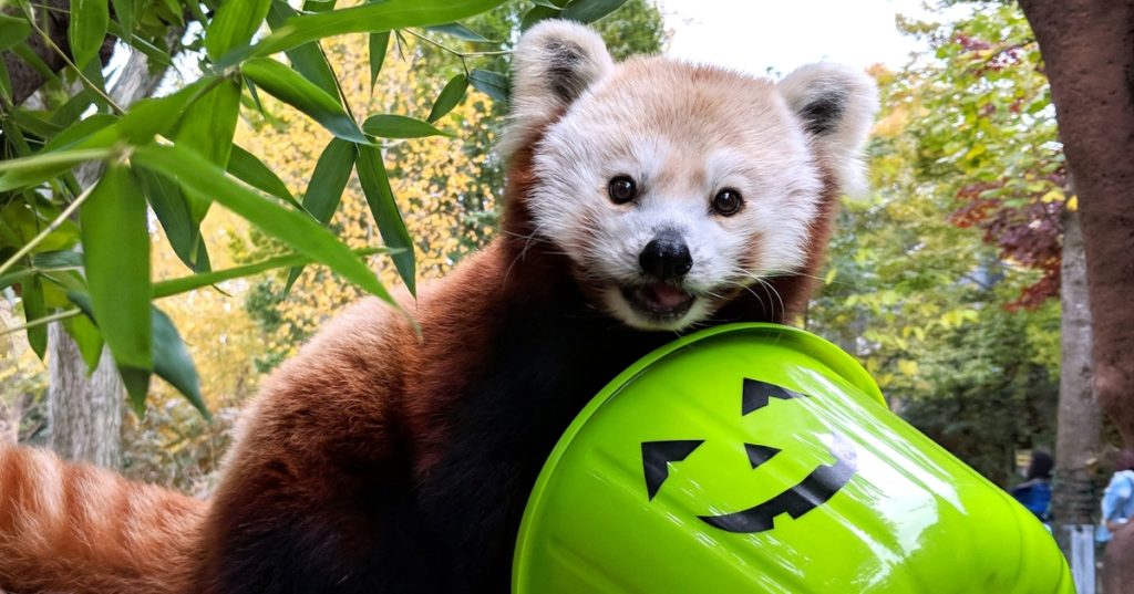 ZooBOO