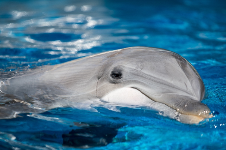 The Indianapolis Zoo Needs Your Help in Choosing Dolphin Calf’s Name Will it be August, Leo, or Maui?!