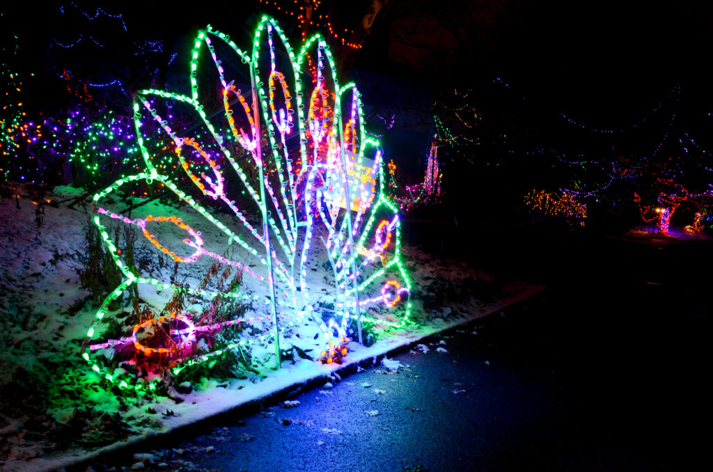 Enjoy a Season of Wonder at Christmas at the Zoo