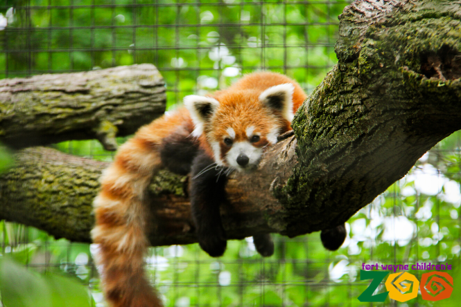 Fort Wayne Zoo Red Panda
