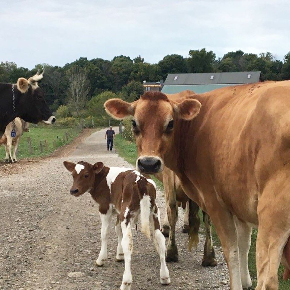 Traders Point Creamery cows