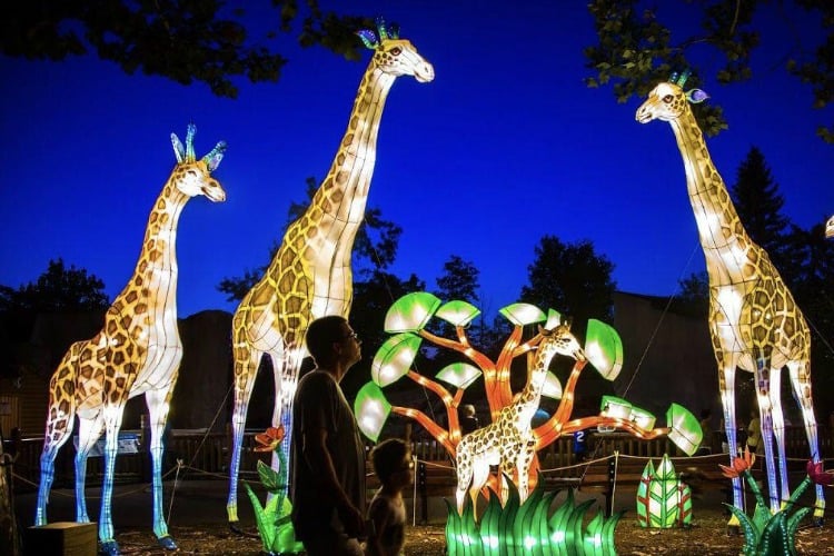 Worth the drive: Wild Lights Lantern Festival at the Louisville Zoo The Wild Lights festival will run through August 28