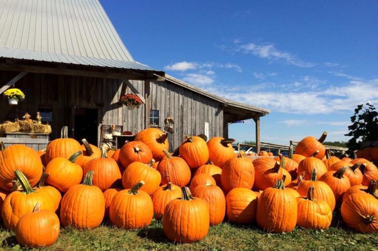 The Ultimate Fall Fun in Indianapolis Bucket List