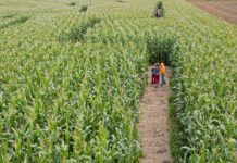 8 Corn Mazes Near Indianapolis to Visit in 2026