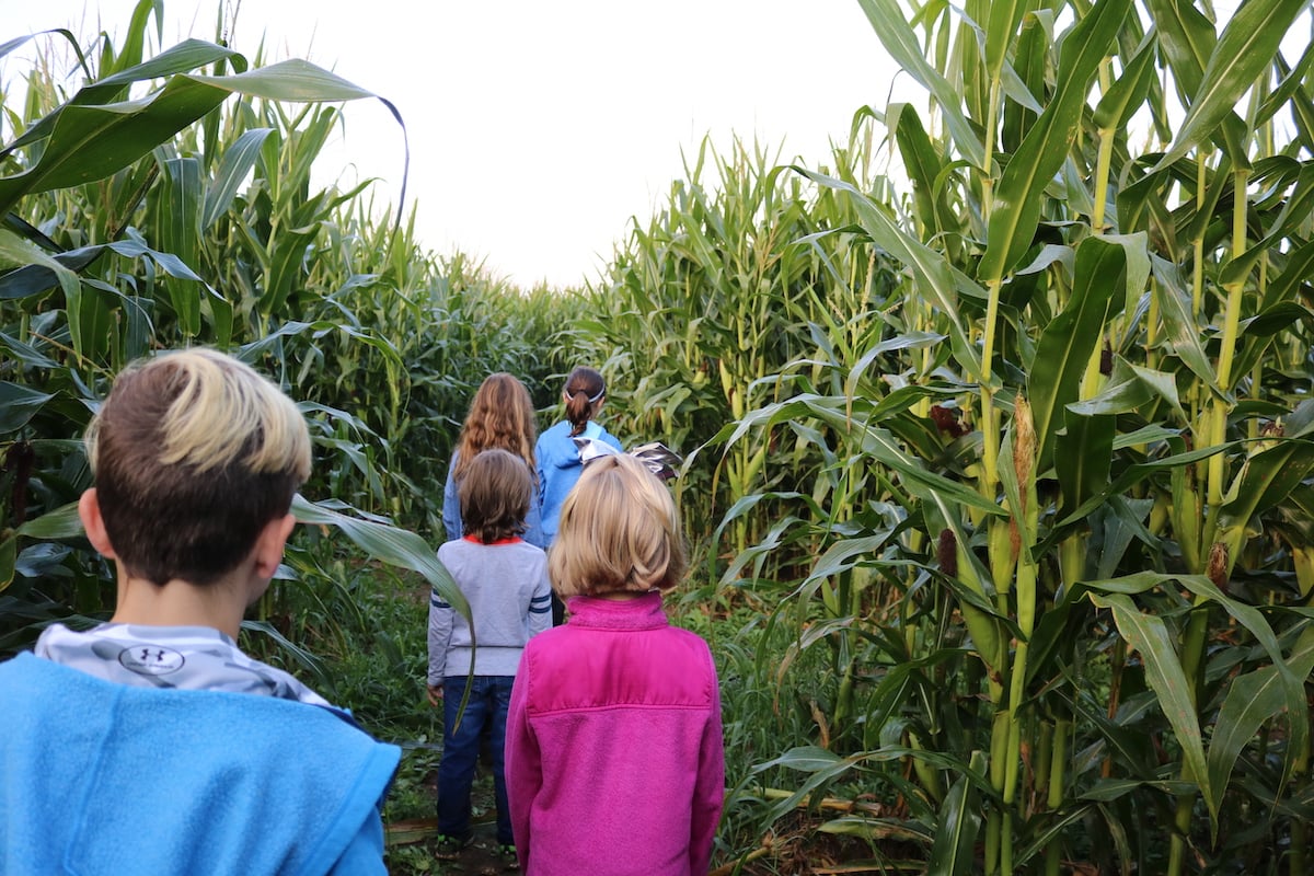 Corn maze at conner prairie