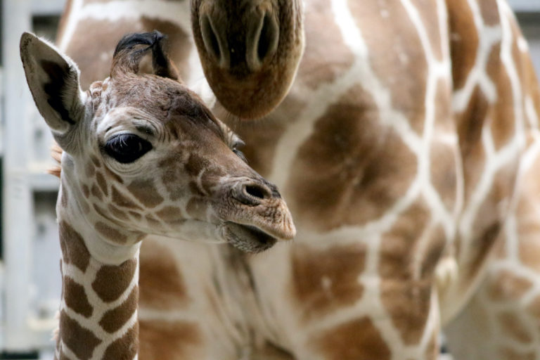 Giraffe Calf is born at the Indianapolis Zoo Curious newborn already stands 6 feet tall