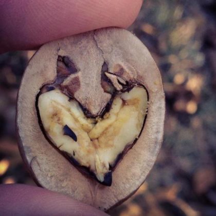 heart hike_walnut