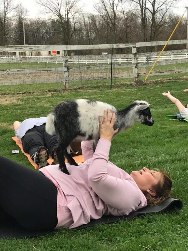 yoga goats (1)