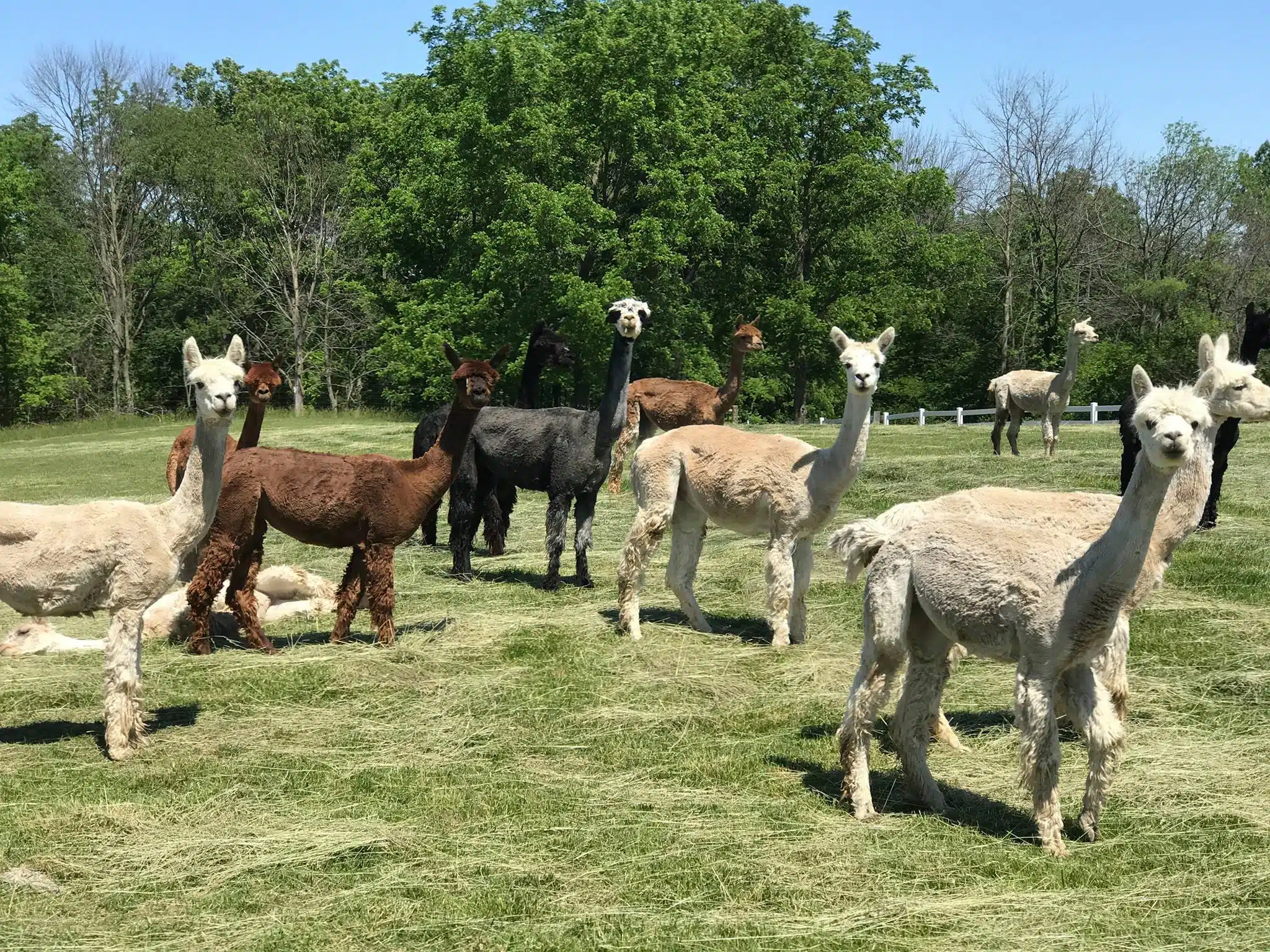 Meet Alpacas at Heritage Farm in Flora, Indiana 4 Group of Suri alpacas grazing together at Heritage Farm in Flora, Indiana