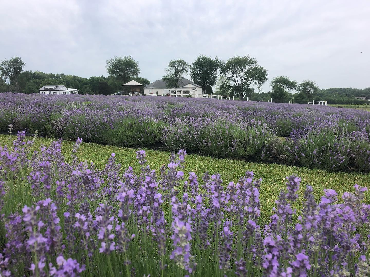 Lavender field at Dollie’s Farm 