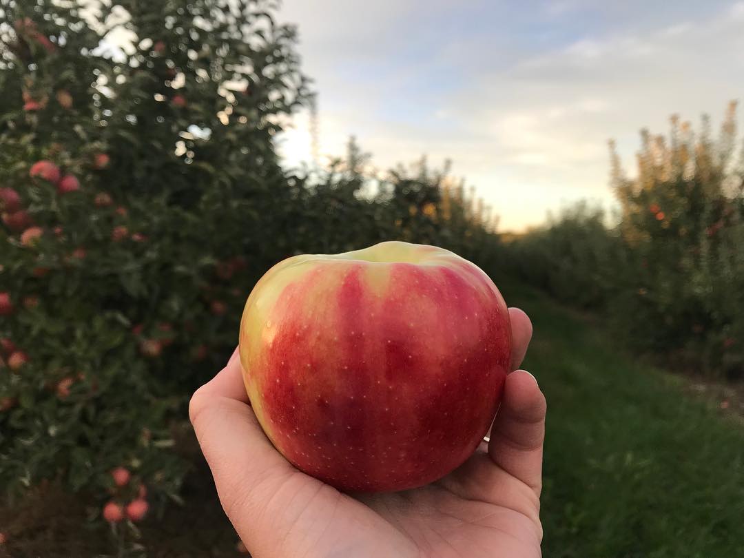 U Pick Apples near Indianapolis