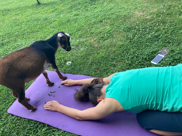 goat yoga at Happy Goat Lucky Yoga