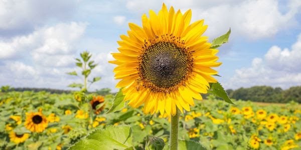 Conner Prairie sunflower
