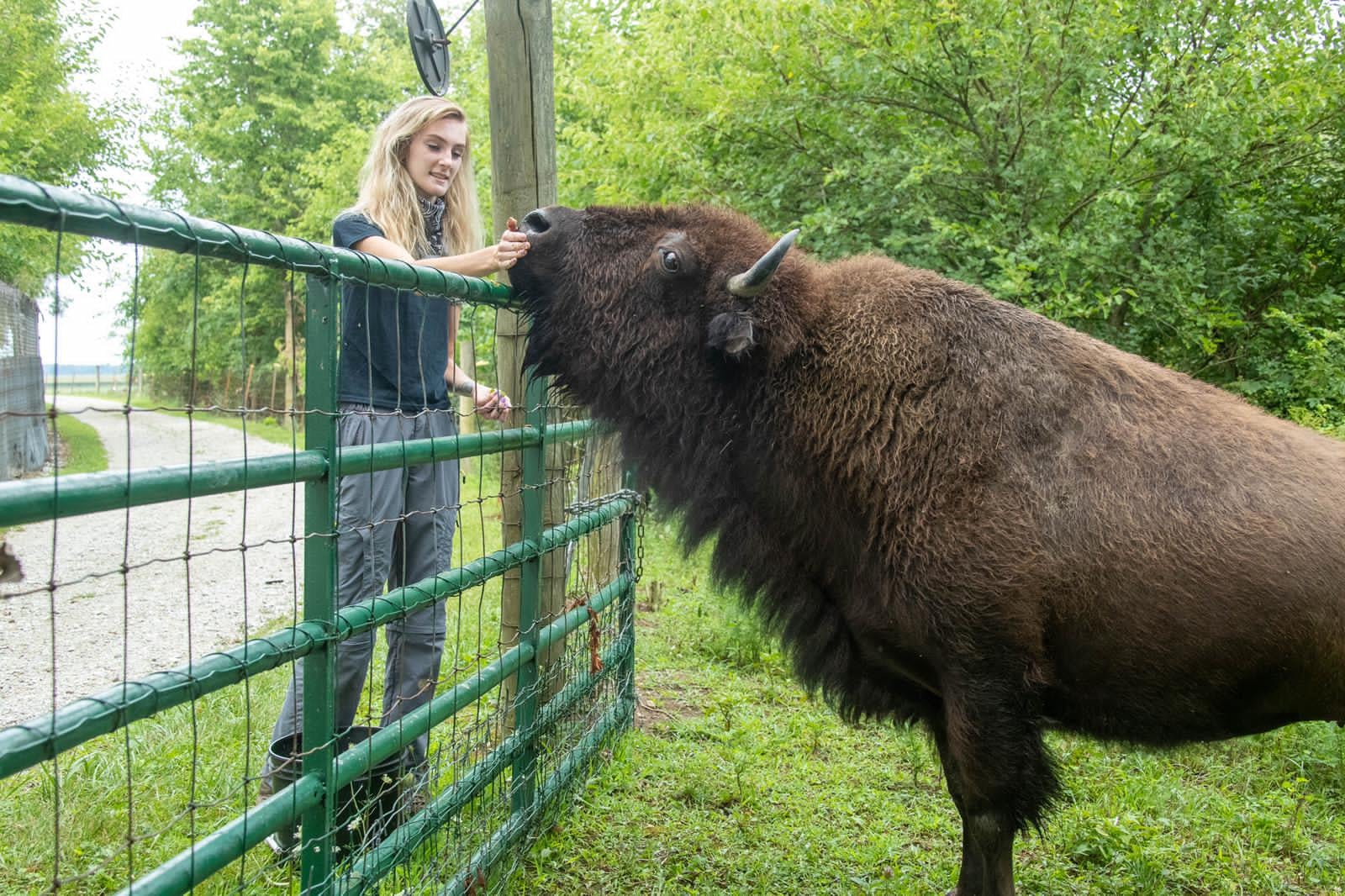 Bison at Wolf Park