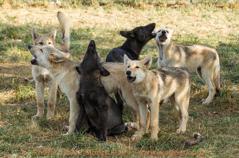 Wolf pack howling at Wolf Park