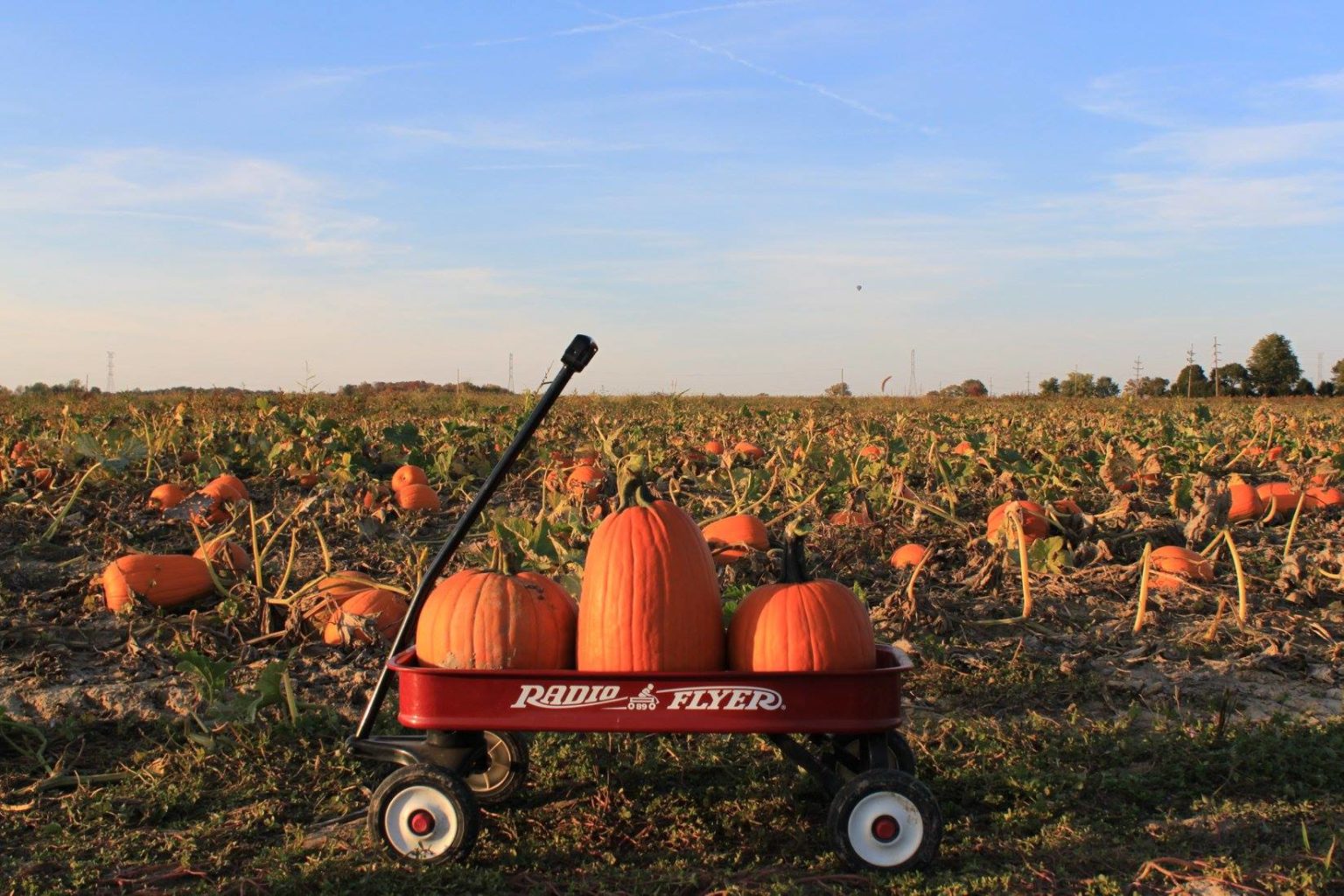 11 Best Pumpkin Patches in Indianapolis 2022 Indy's Child