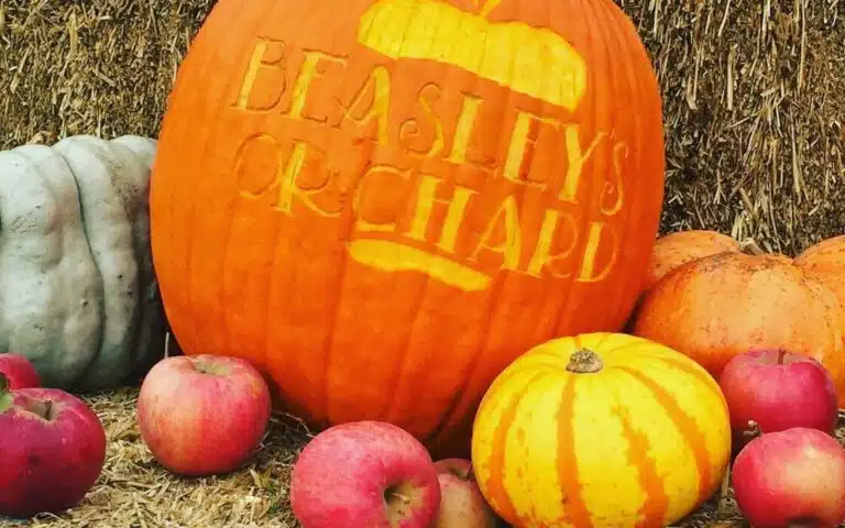 beasleys orchard fall 2026
